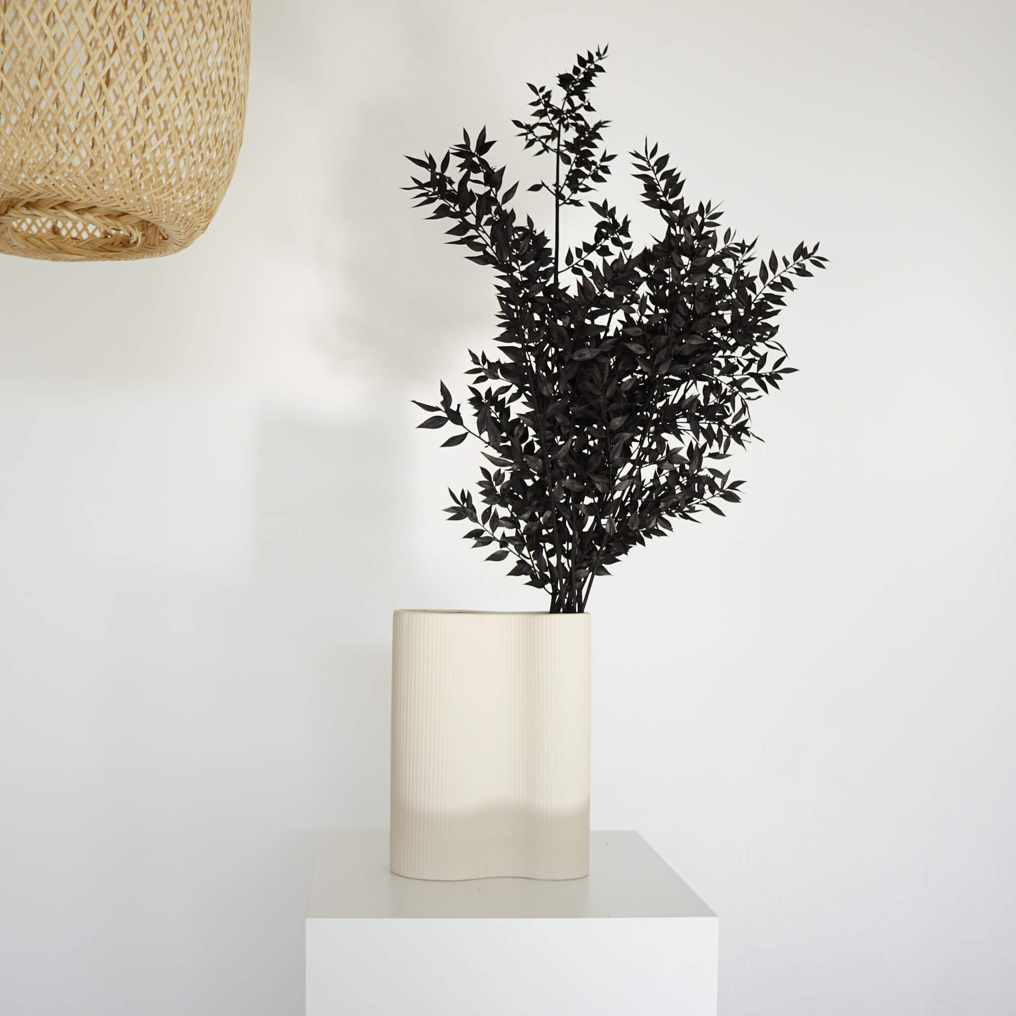 Ruskus / Mäusedorne konserviert