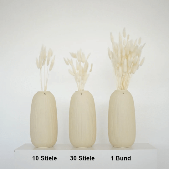 Lagurus | Samtgras | Hasenschwanz 60cm