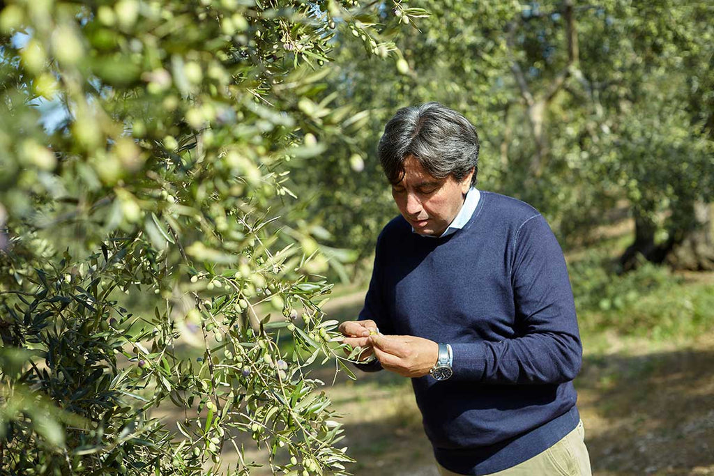 Faresse Olivenöl extra nativ Apulien