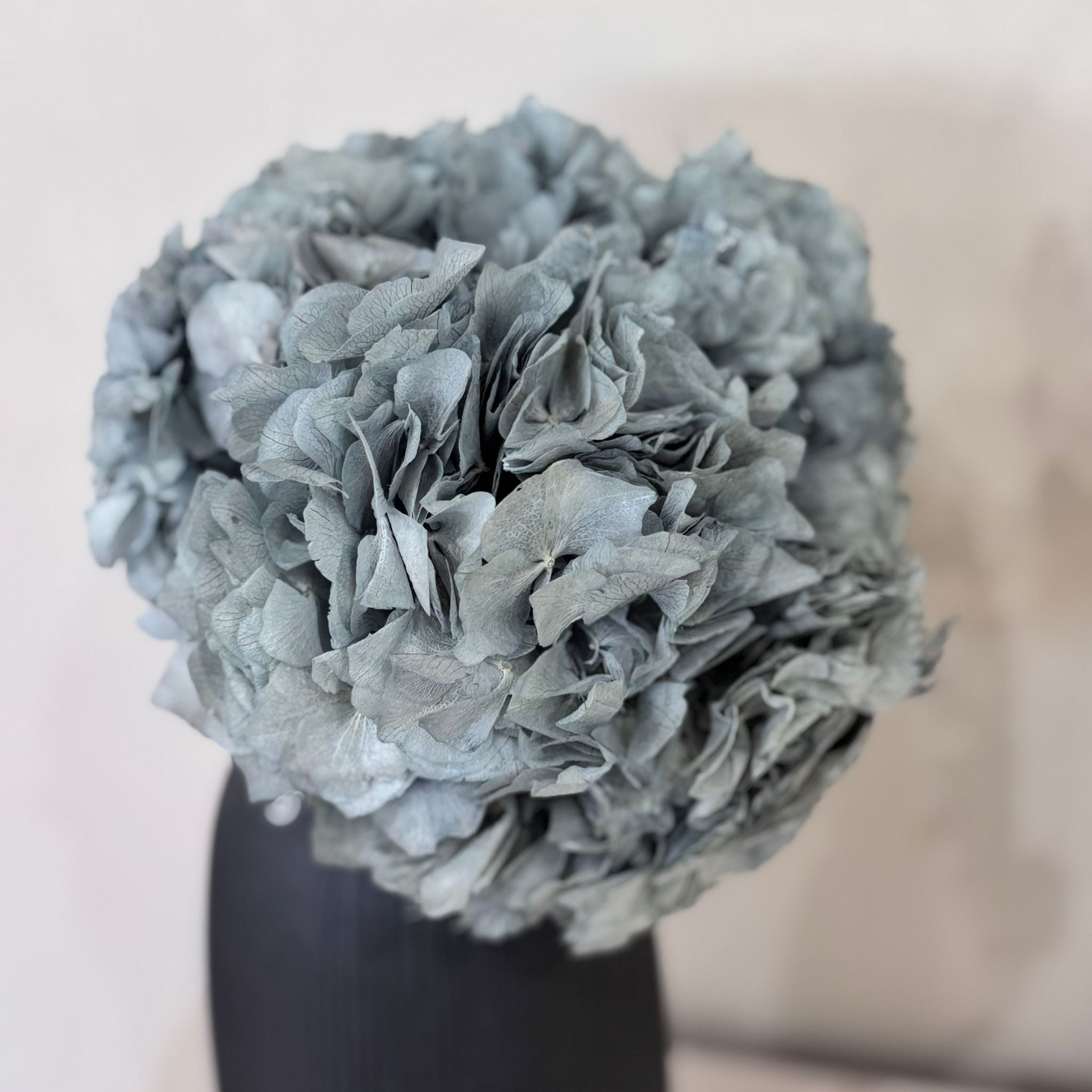 Hortensie: Zeitlose Schönheit, konservierte Hortensien als perfekte Dekoration