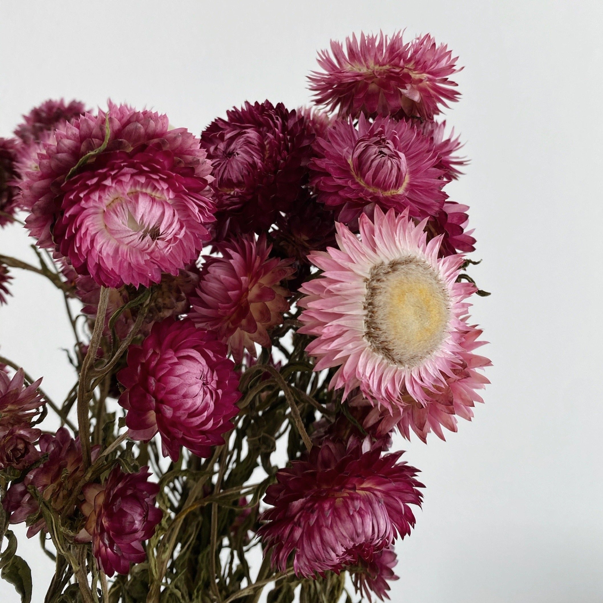Helichrysum | Strohblume