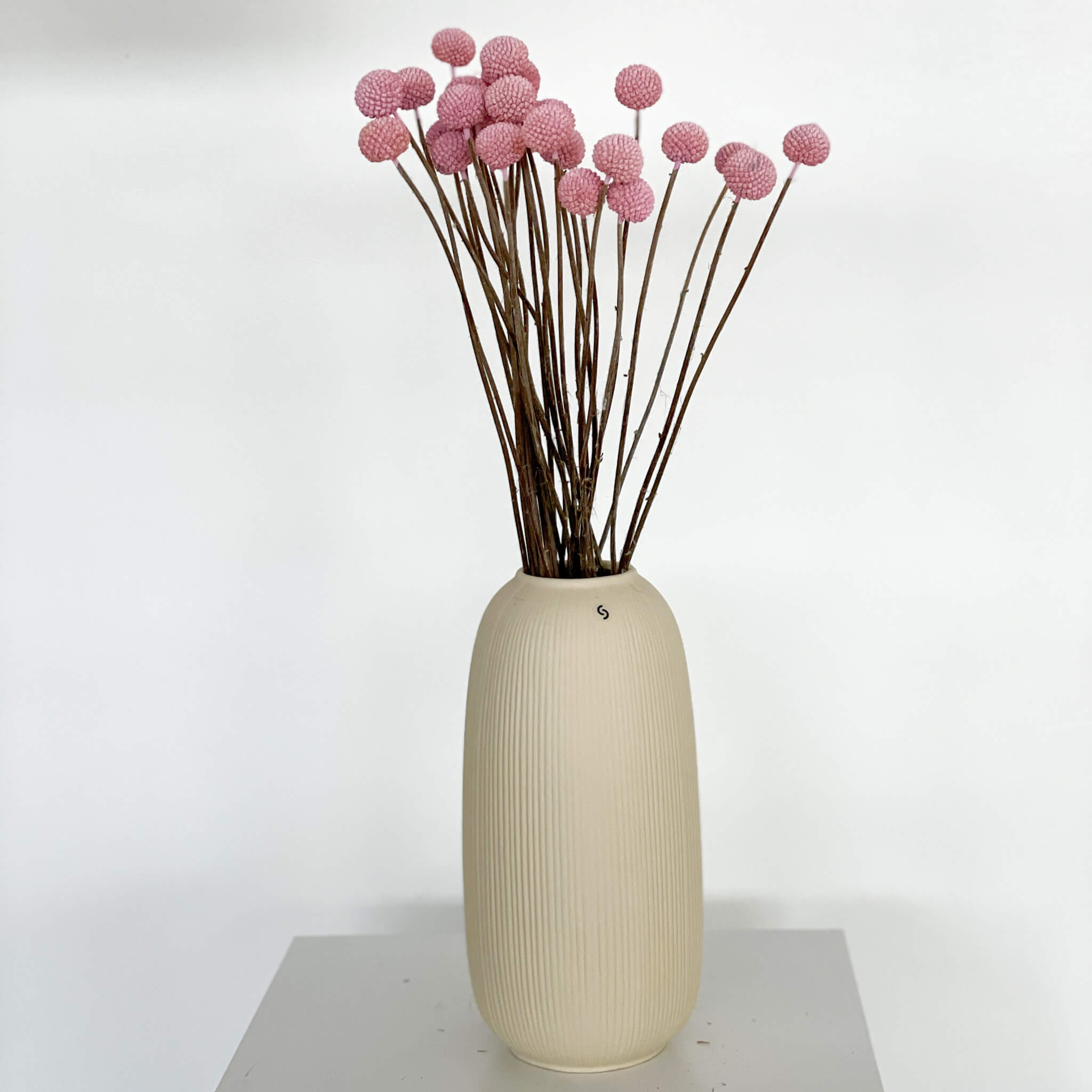 Craspedia I Trommelstöckchen