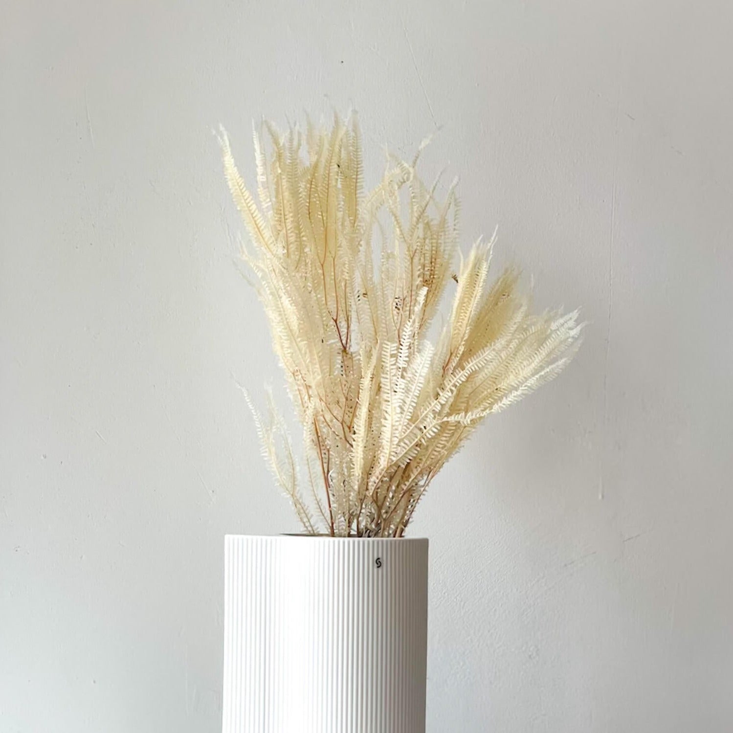 Konservierter Farn: Zauberhafte Momente für Dein Zuhause