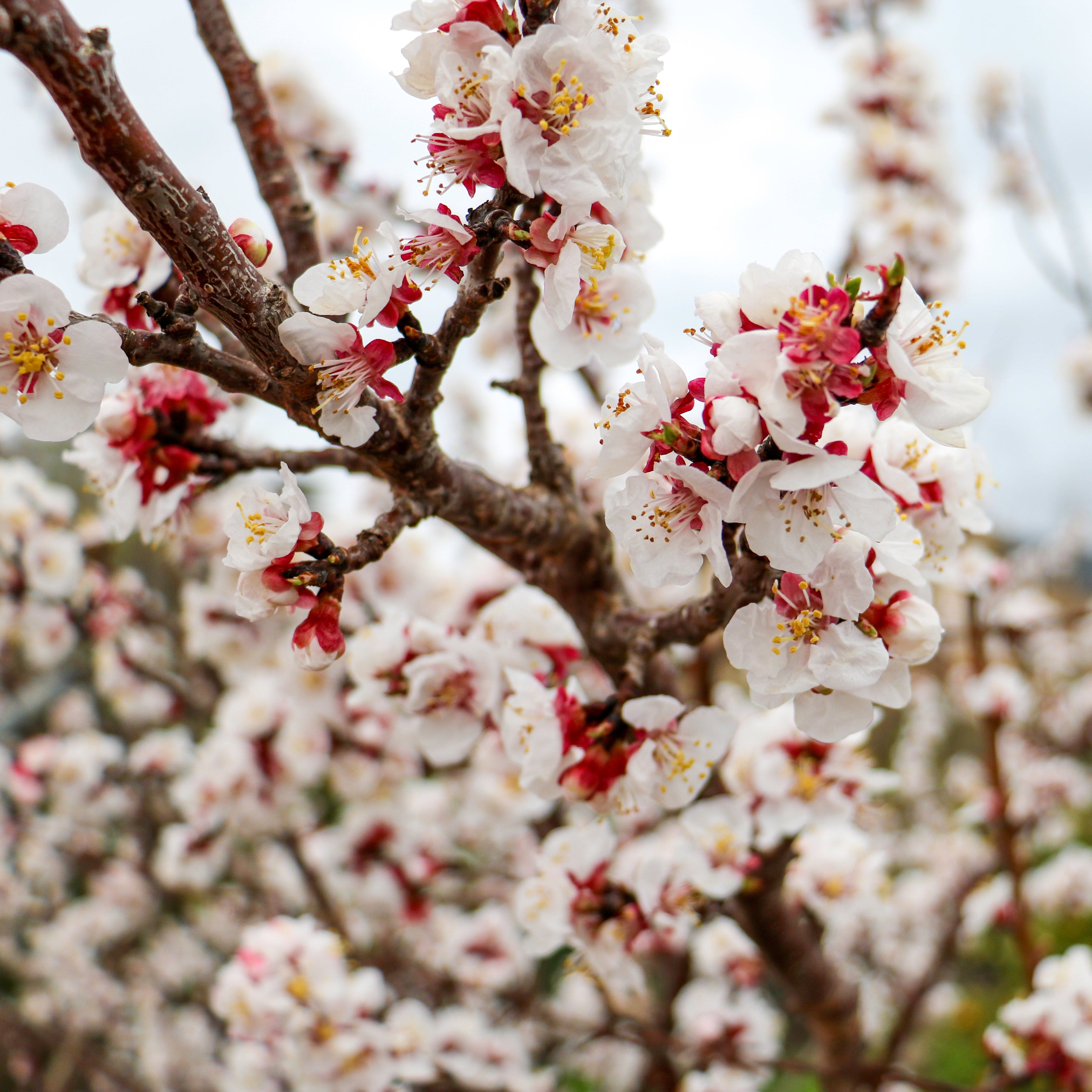 Mallorquinische Mandeln, gehackt