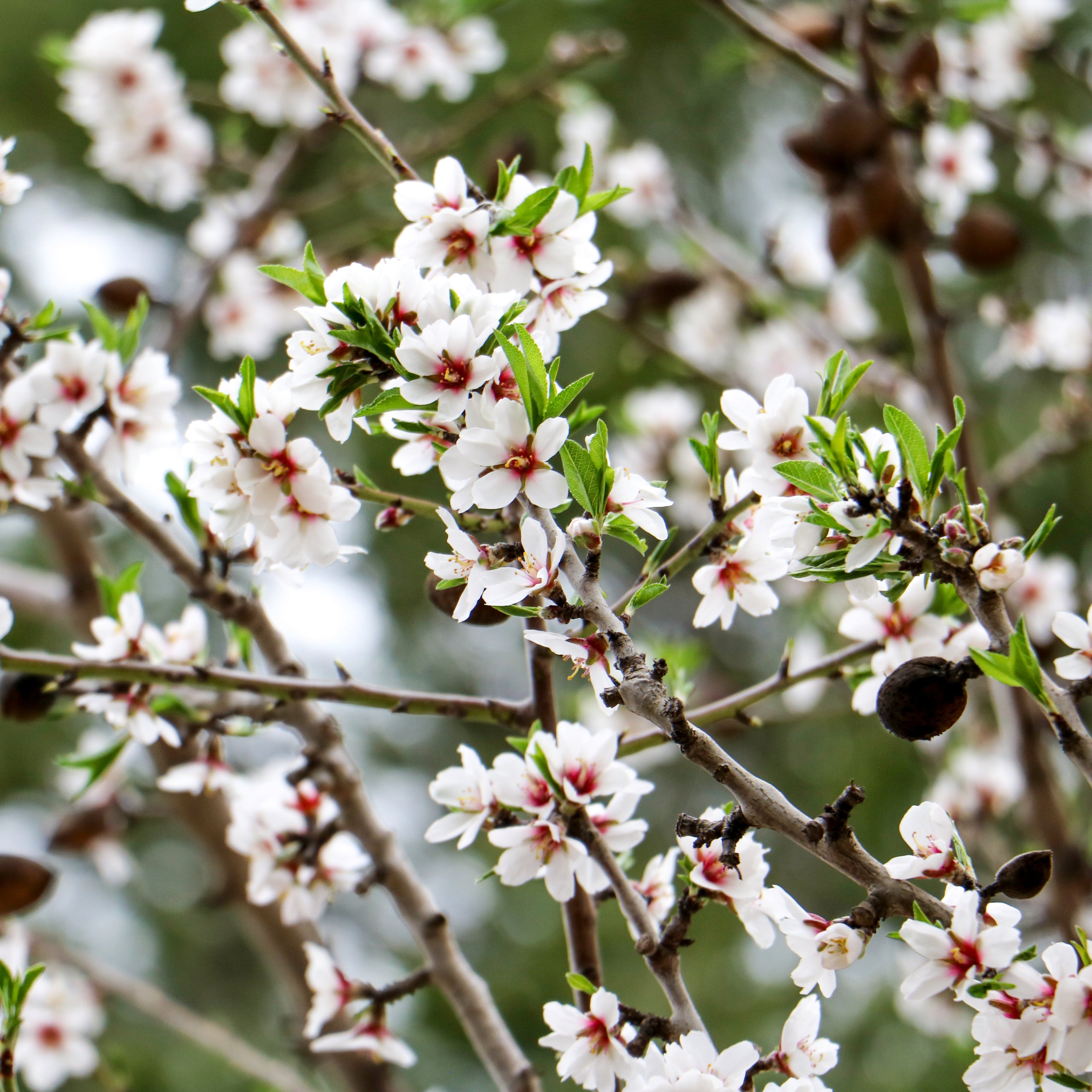 Mallorquinische Mandeln, gehackt