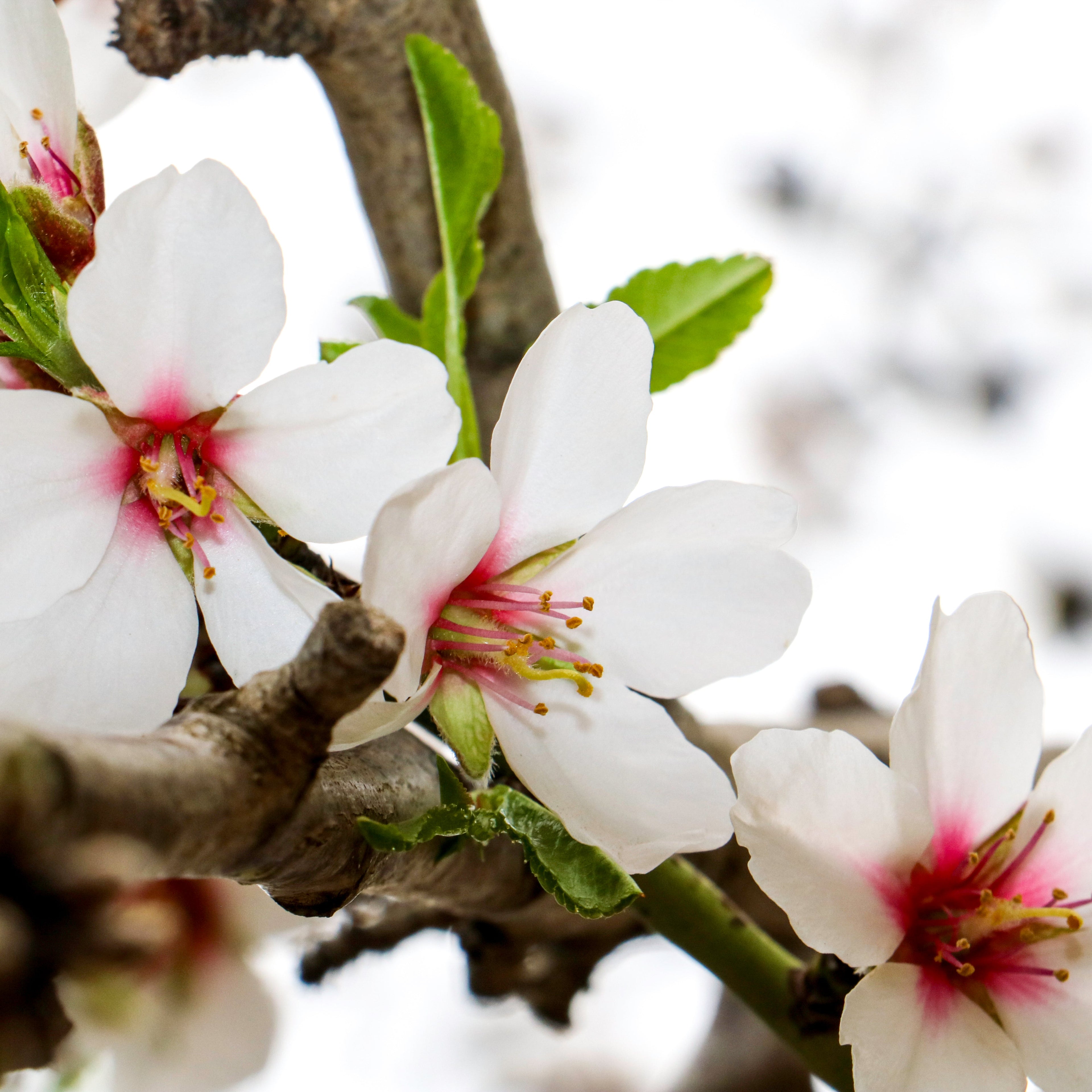 Mallorquinische Mandeln, gehackt