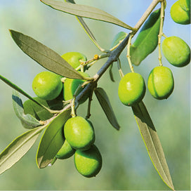 Grüne Oliven trencades Sa Tafona