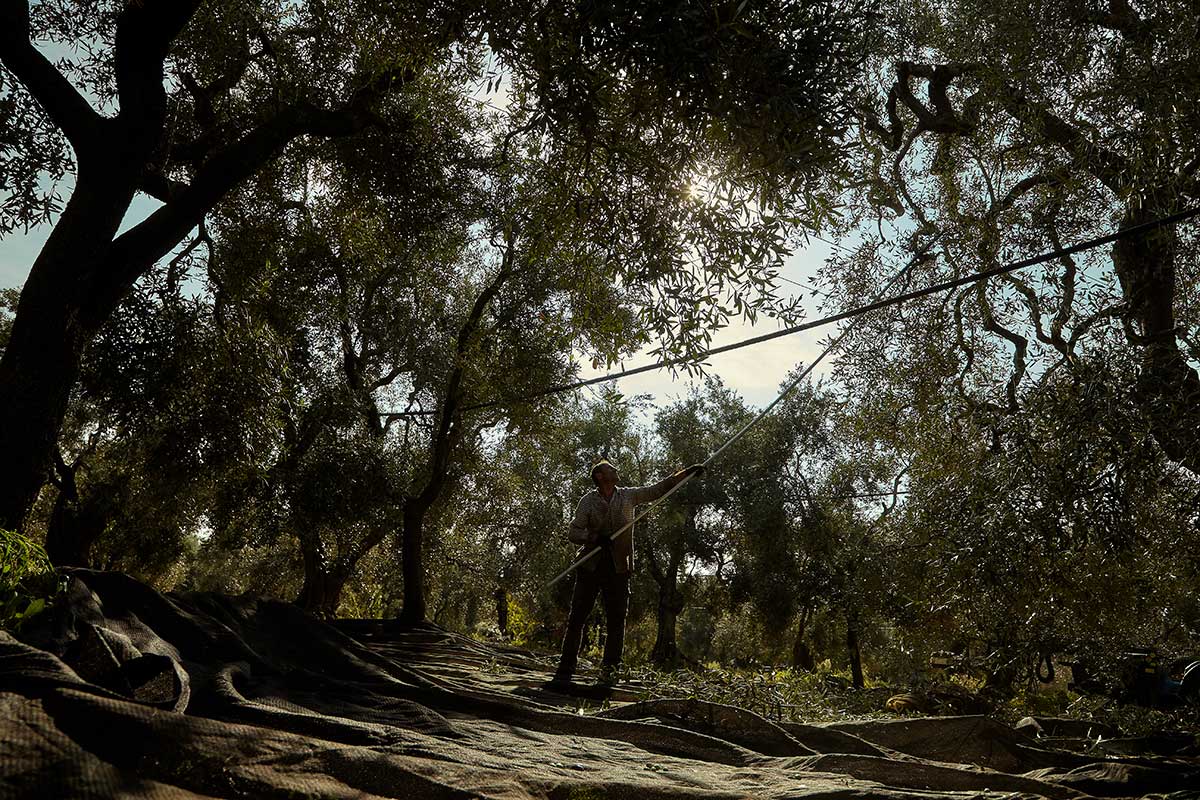 Cru di Puglia Olivenöl extra nativ I.G.P.