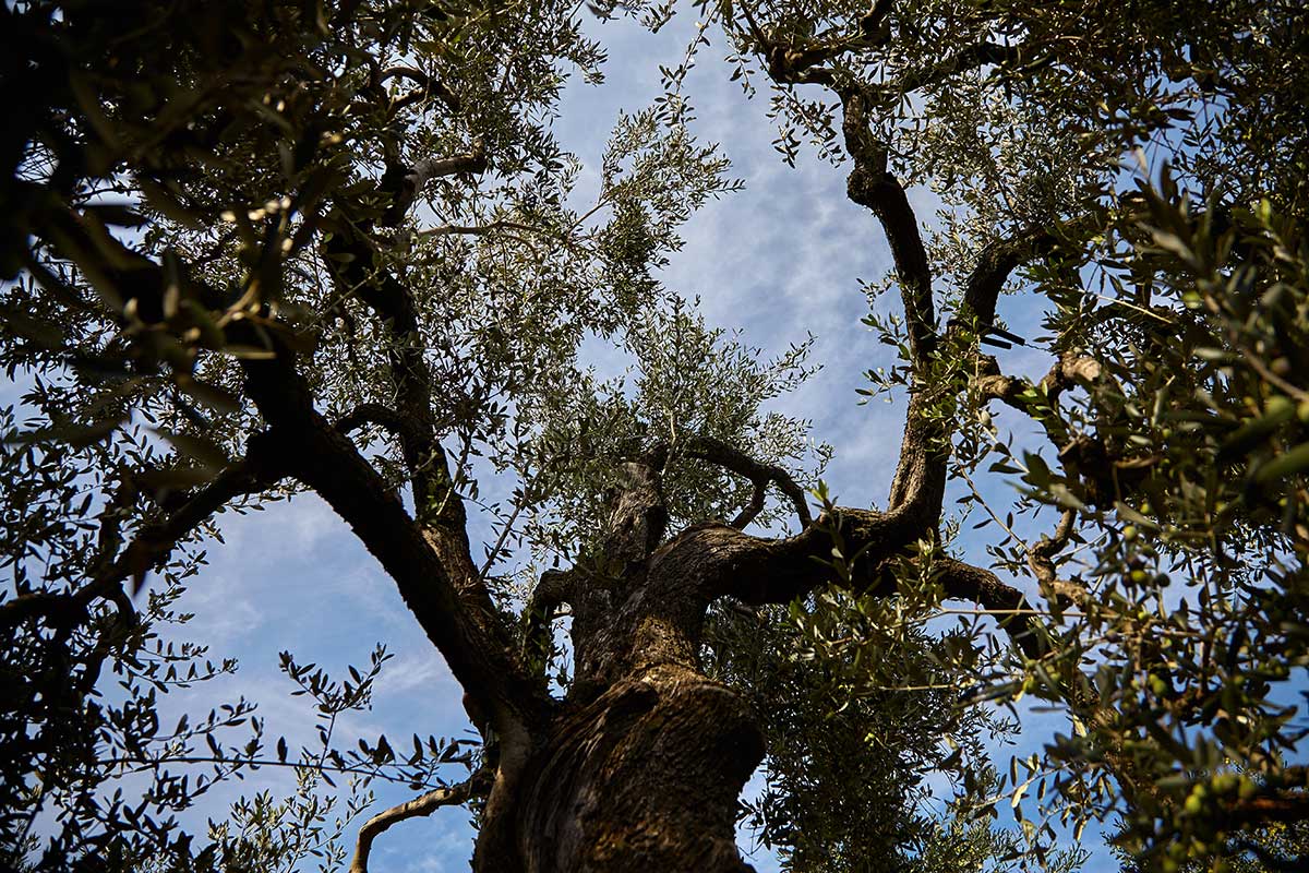 Cru di Puglia Olivenöl extra nativ I.G.P.