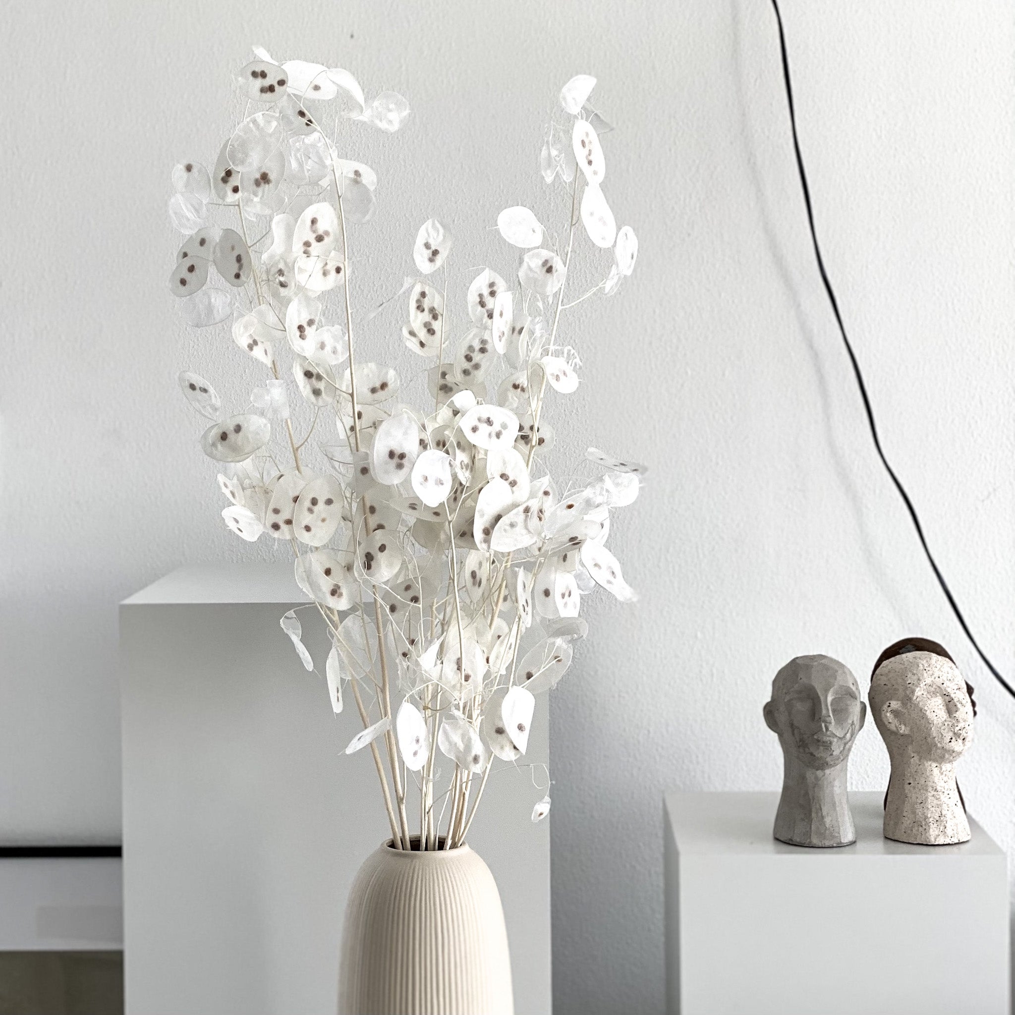 Lunaria: zartes Schimmern für Dein individuelles Trockenblumen-Arrangement